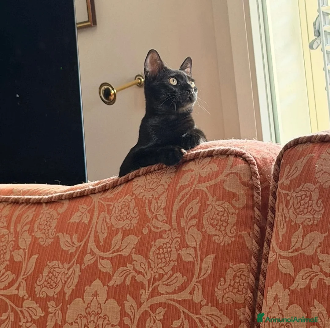 Europeo gatti in regalo: Zorro bellissimo micino nero - Annuncio 2