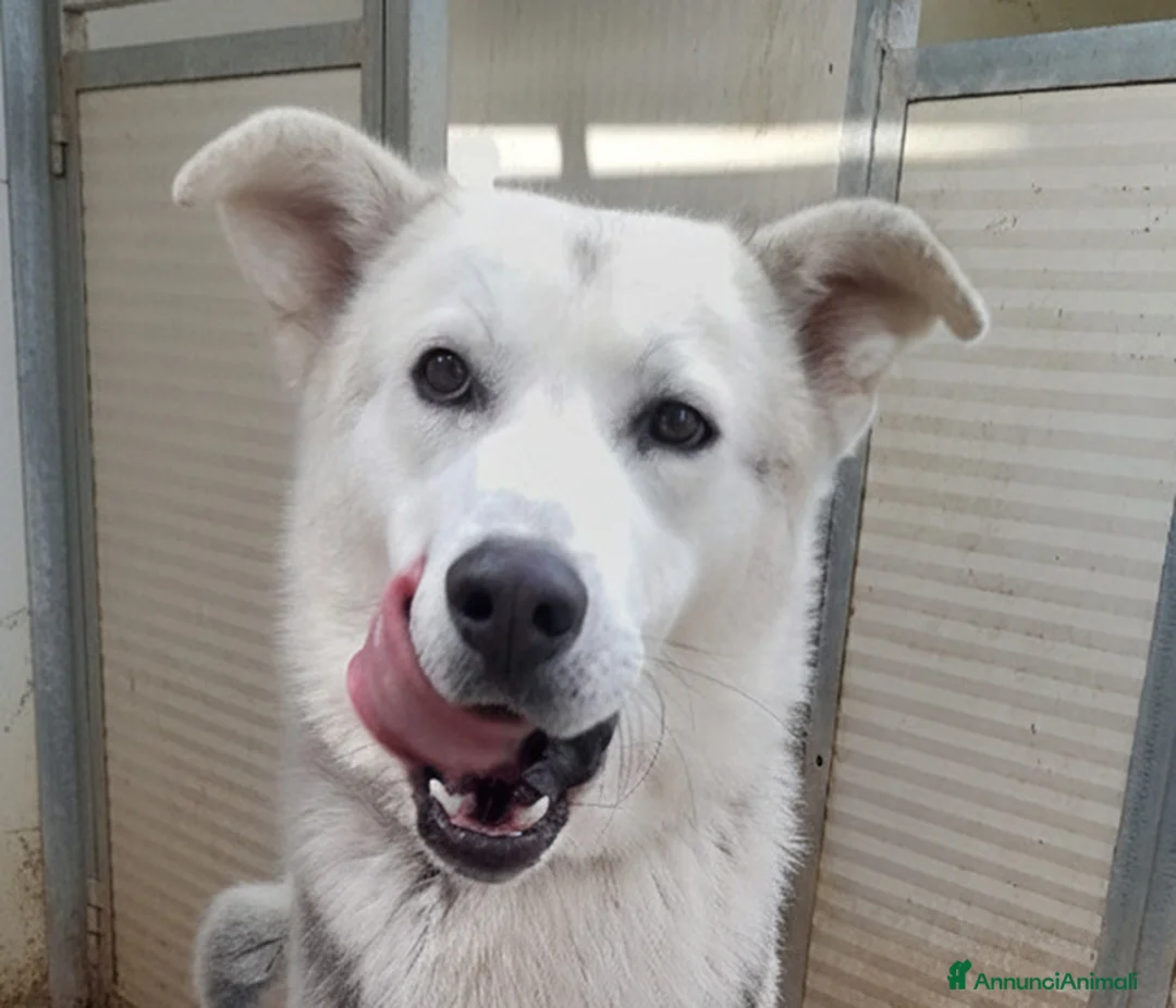 Meticcio cani in regalo: Oscar bellissimo mix husky in adozione - Annuncio 3