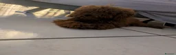 Barboncino Toy cani in vendita: Barboncino Toy  a Provincia di Caserta - Annuncio 4