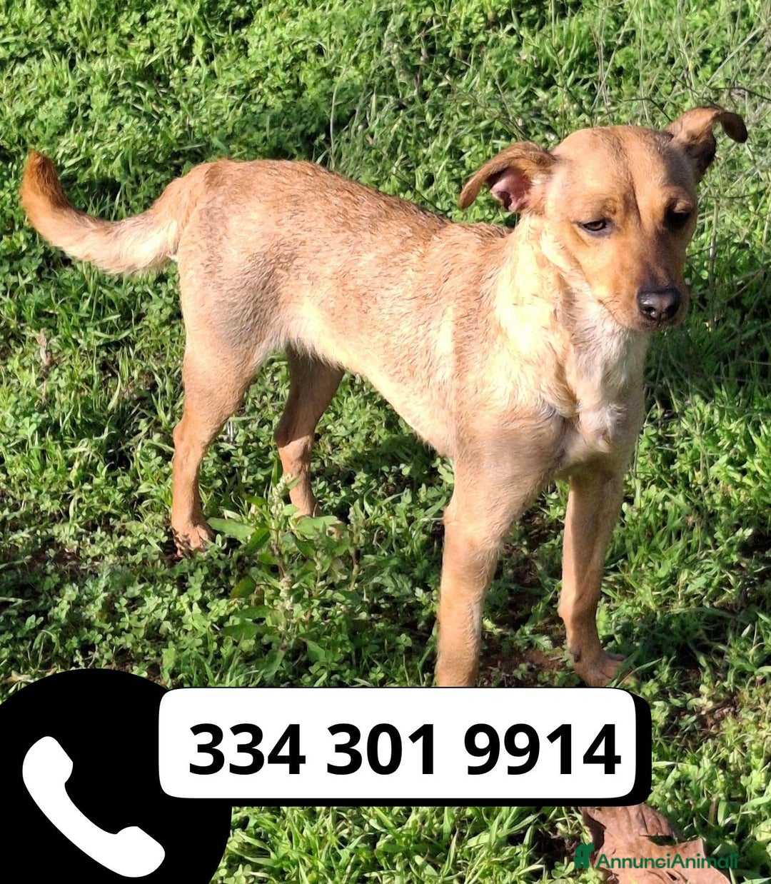 Meticcio cani in regalo: JASMINE 🩷 - una principessa di un anno, cerca 🏡  - Annuncio 1