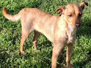 Meticcio cani JASMINE 🩷 - una principessa di un anno, cerca 🏡 - Annuncio 9