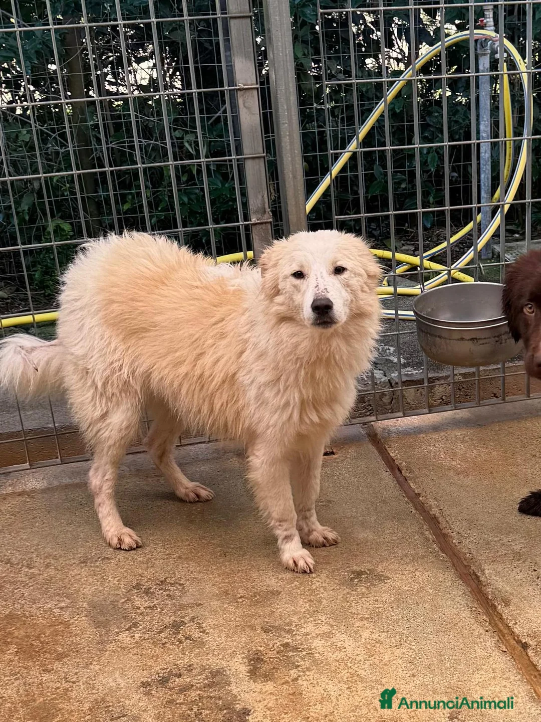 Meticcio cani in regalo: Milly  a Provincia di Cosenza - Annuncio 2