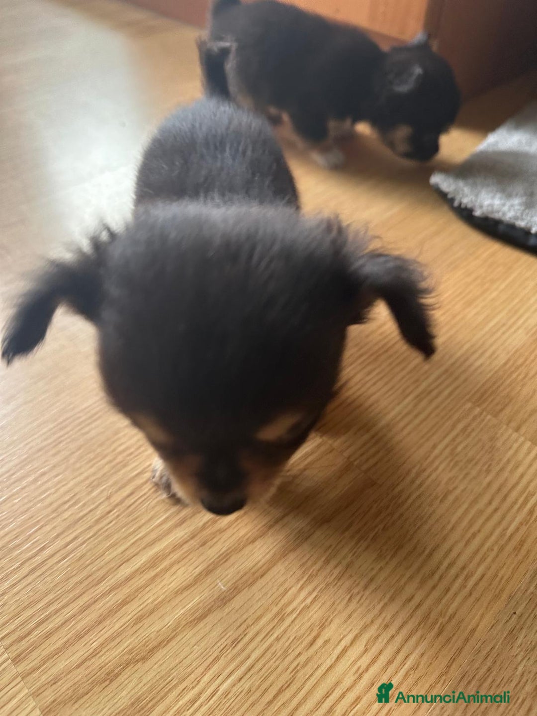 Chihuahua cani in vendita: chihuahua messicano a Città metropolitana di Roma Capitale - Immagine 8