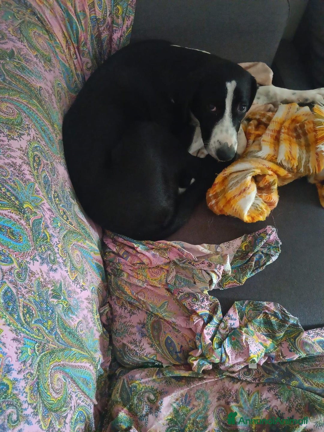 Altre razze cani in regalo: ATHENA - Annuncio 3