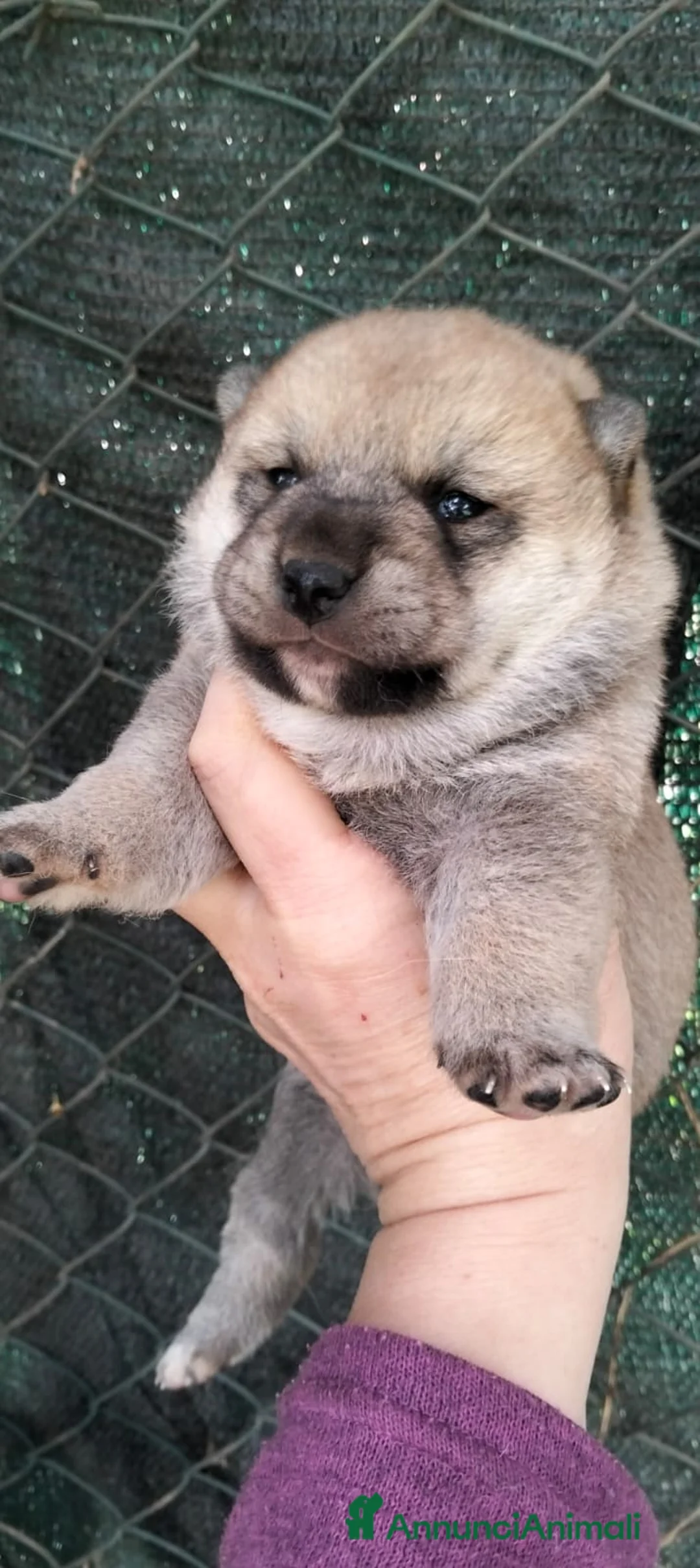 Shiba Inu cani in vendita: Shiba inu - Annuncio 2