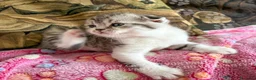 Scottish gatti in vendita: Cuccioli Scottish Fold e Straight con Pedigree - Annuncio 21