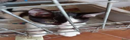 Europeo gatti in regalo: gatti cuccioli 2 mesi cercano casa❤️ - Annuncio 7