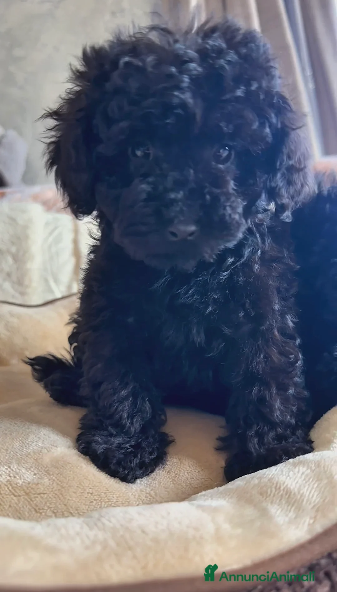 Barboncino cani in vendita: Barboncino toy❤️ - Annuncio 2