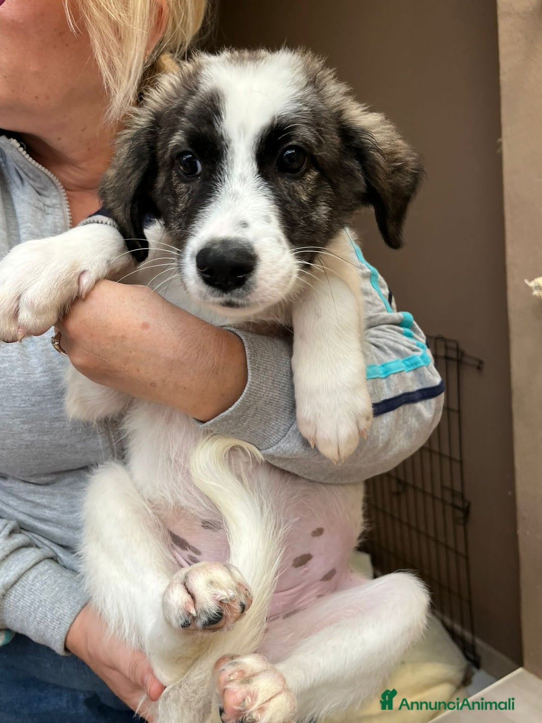 Altre razze cani in regalo: matilde thomas - Annuncio 3