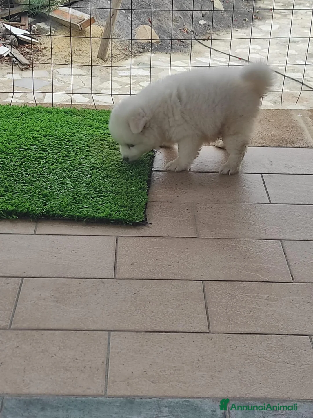 Volpino Pomerania cani in vendita: Volpino pomeriana - Annuncio 2