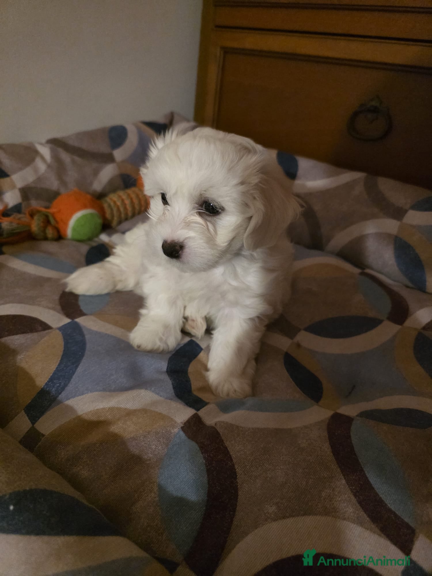 Maltese cani Maltese  - Annuncio 23