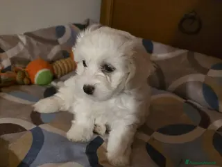 Maltese cani Maltese - Annuncio 23