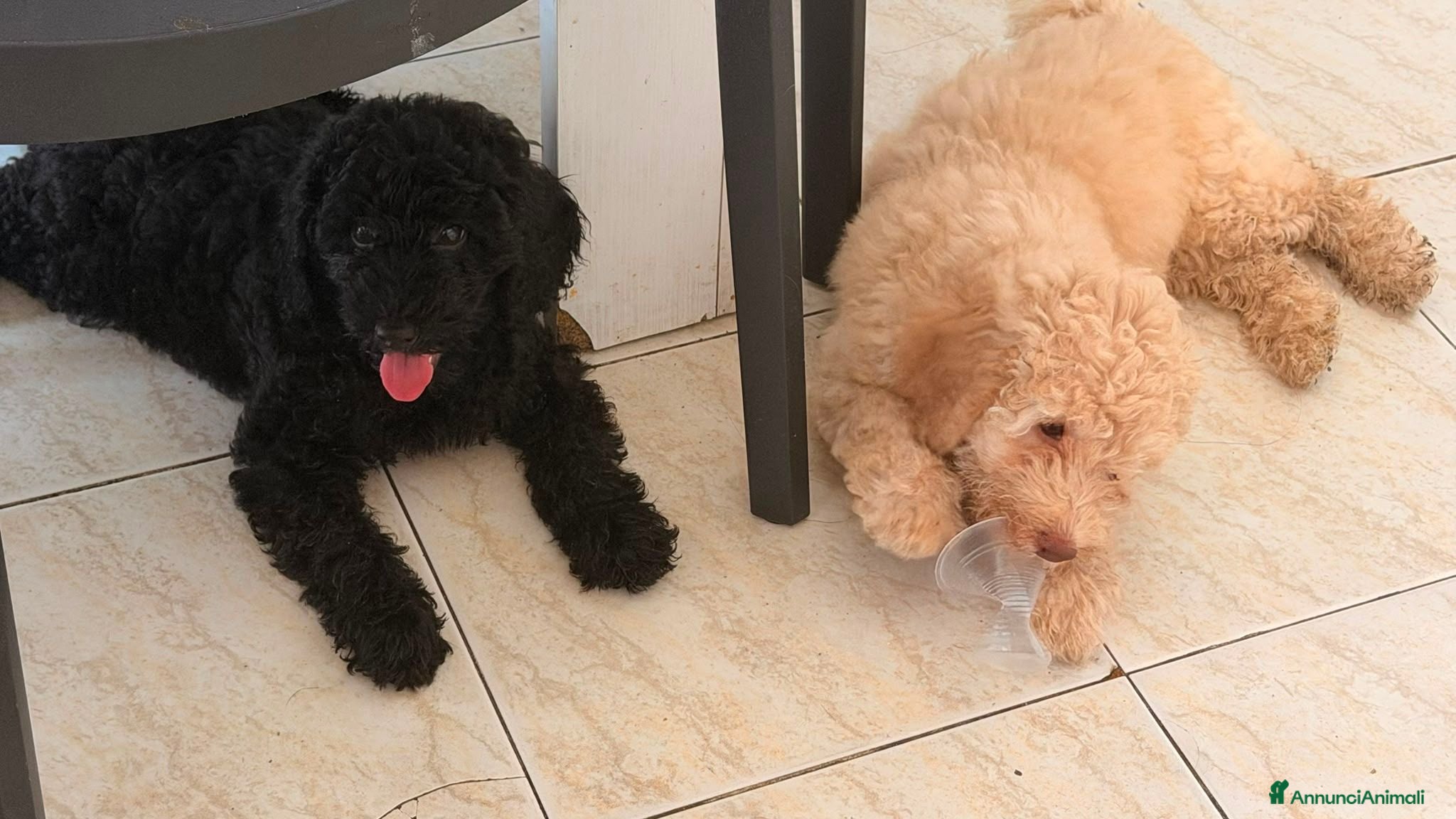 Barboncino cani Barboncini  - Annuncio 20