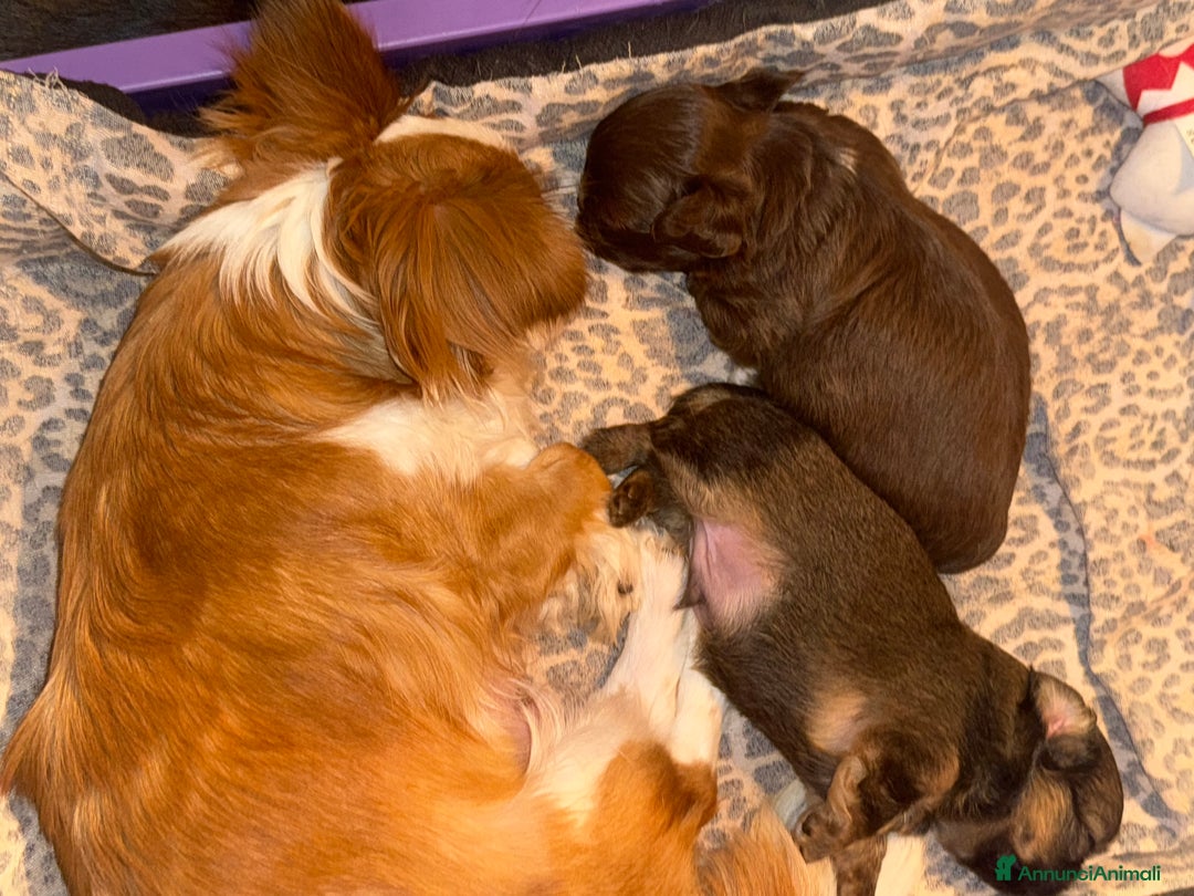 Chihuahua cani in vendita: Chihuahua pelo lungo - Annuncio 5