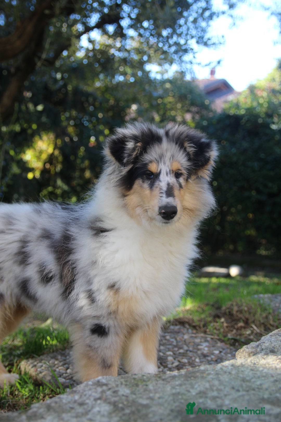 Collie cani in vendita: Cucciolo di pastore scozzese a pelo lungo  - Annuncio 1
