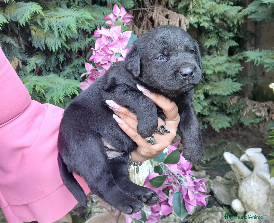 Labrador cani in vendita: Cuccioli di labrador  - Annuncio 1