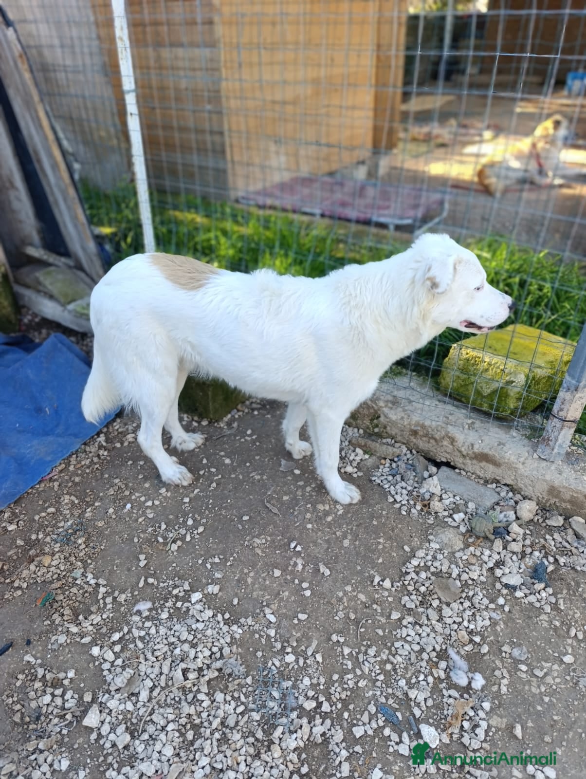 Meticcio cani IL BELLISSIMO SNOOPY - Annuncio 2