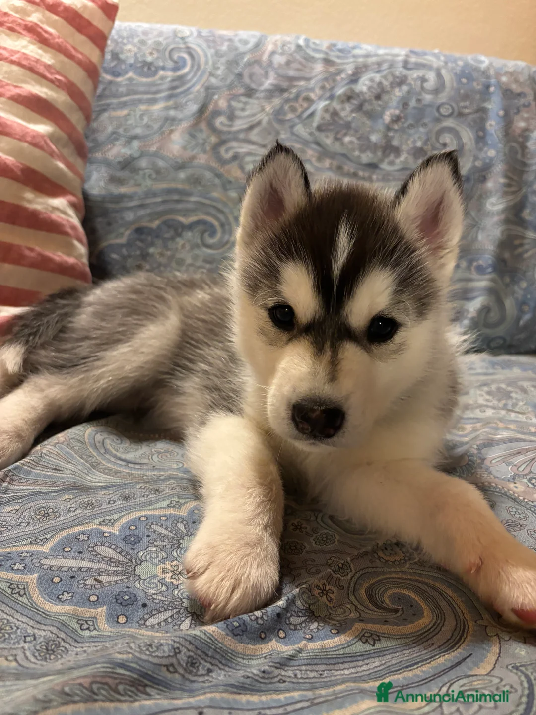 Husky cani in vendita: Cucciolata Siberian Husky - Annuncio 8