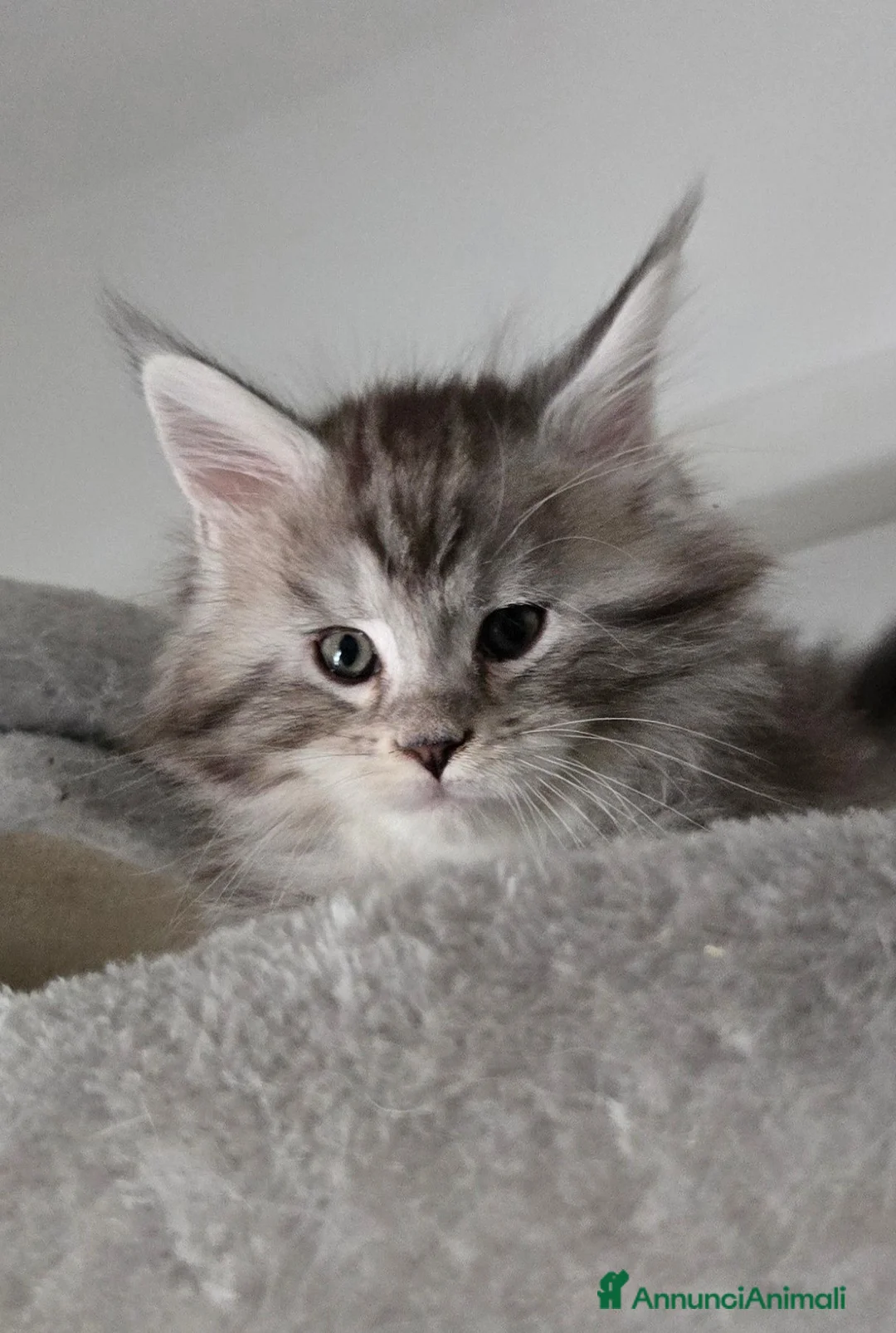 Maine Coon gatti in vendita: Cuccioli Maine Coon Silver pedigree Afef  - Annuncio 7