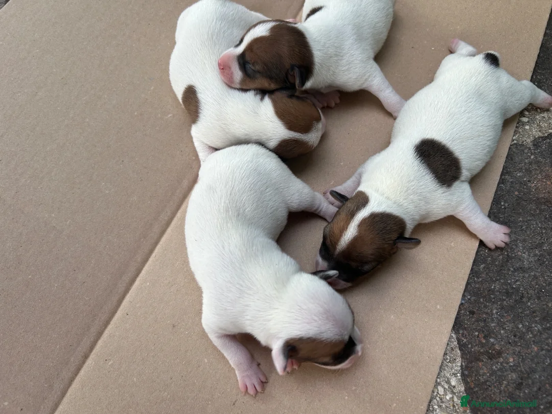 Jack Russell cani in vendita: Cuccioli di Jack Russell a Provincia di Teramo - Annuncio 6