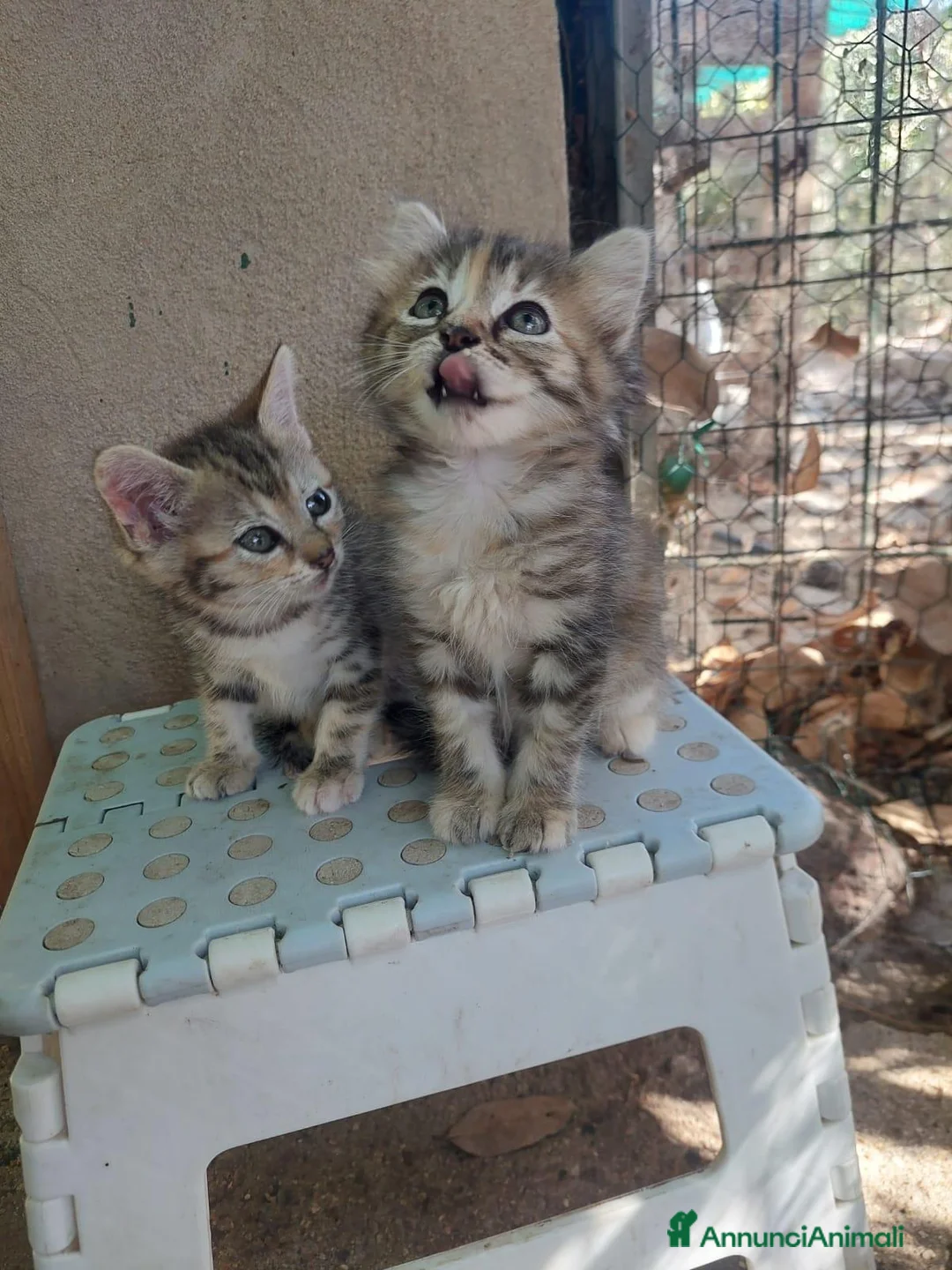 Europeo gatti in regalo: Nina e Minù aspettano una famiglia  - Annuncio 1