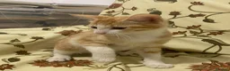 Meticcio gatti in regalo: GATTINA ROSSA a Provincia di Crotone - Annuncio 2