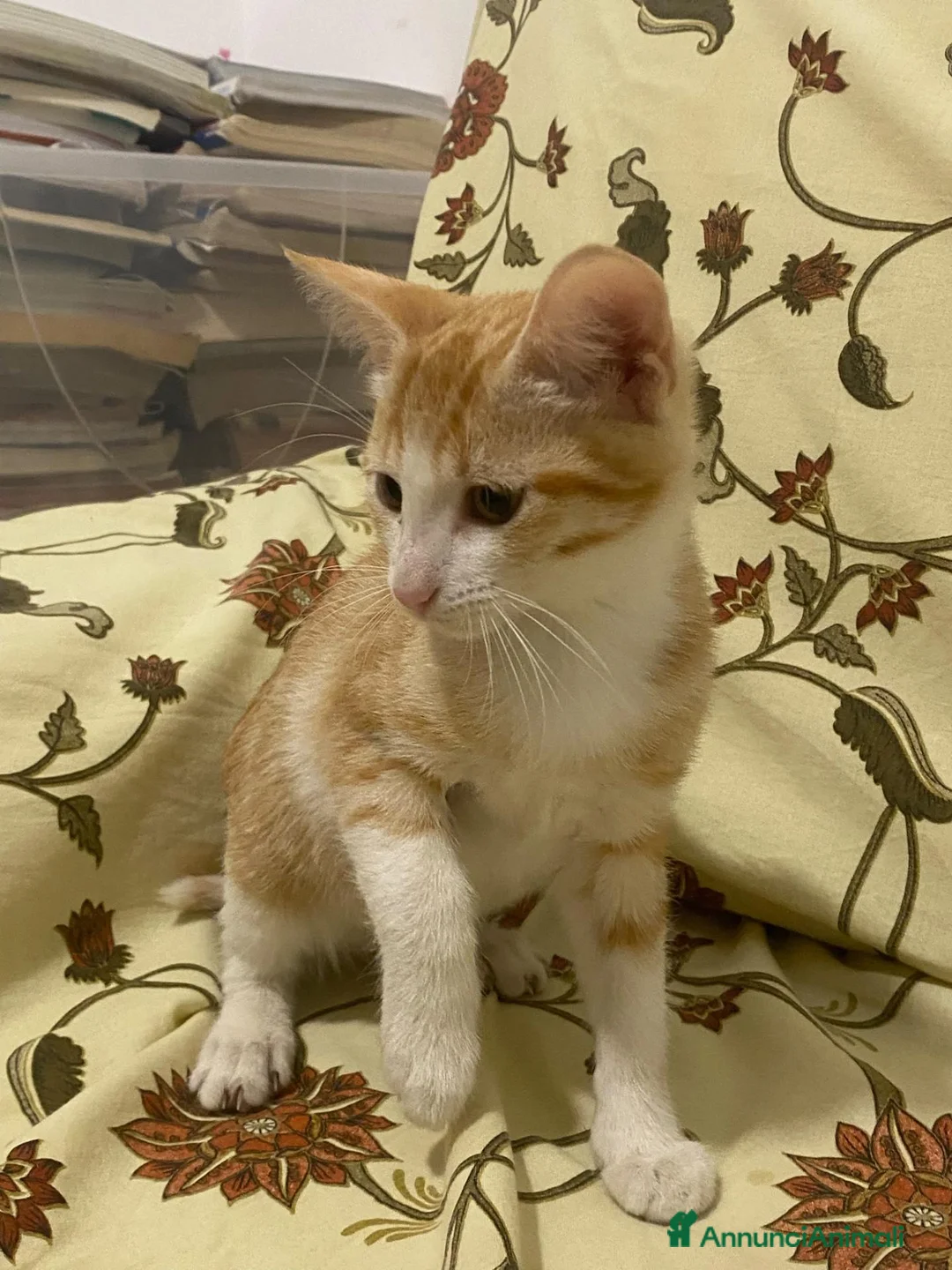 Meticcio gatti in regalo: GATTINA ROSSA a Provincia di Crotone - Annuncio 2