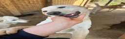 Meticcio cani in regalo: Billy e Kevin a Provincia di Isernia - Annuncio 9
