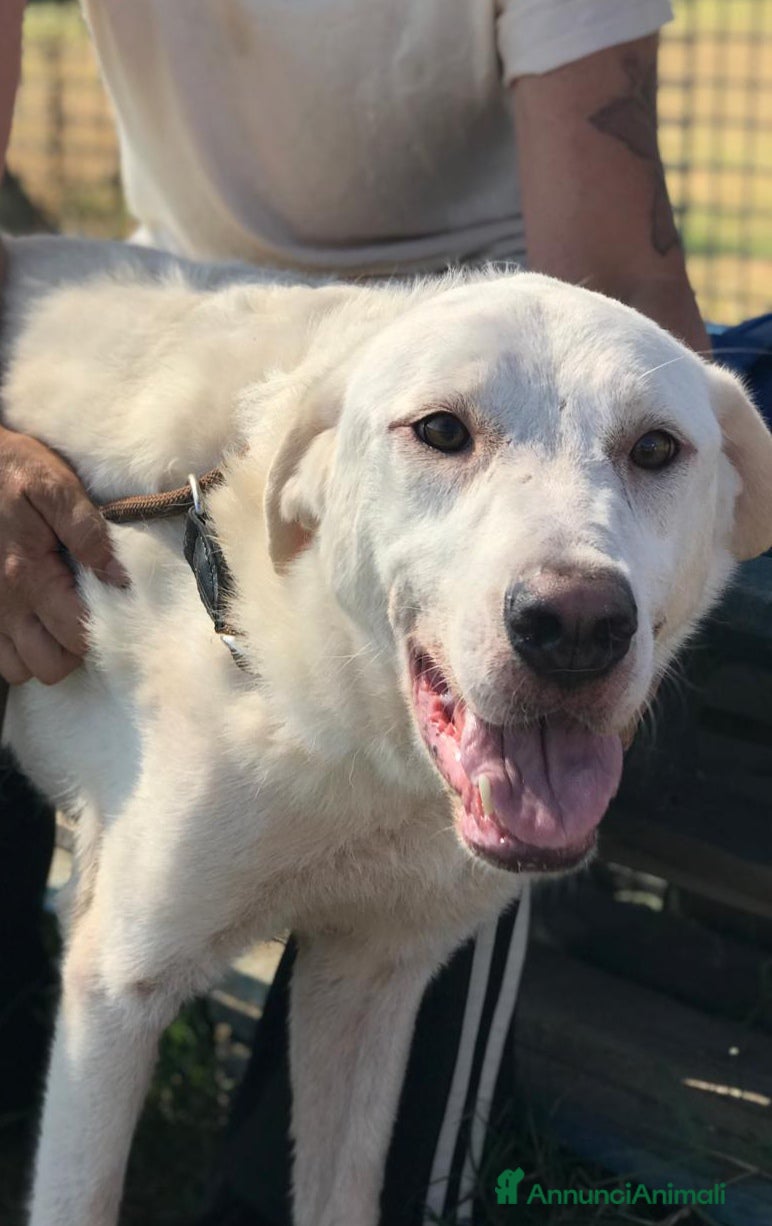 Labrador cani Boston , simil labrador dagli occhi dolcissimi  a Provincia di Latina - Annuncio 13