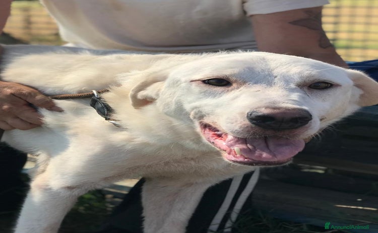 Labrador cani a Provincia di Latina - Annuncio 12