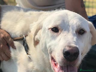 Labrador cani Boston , simil labrador dagli occhi dolcissimi a Provincia di Latina - Annuncio 1