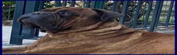 Bullmastiff cani in regalo: BEN meraviglioso con le persone - Annuncio 3