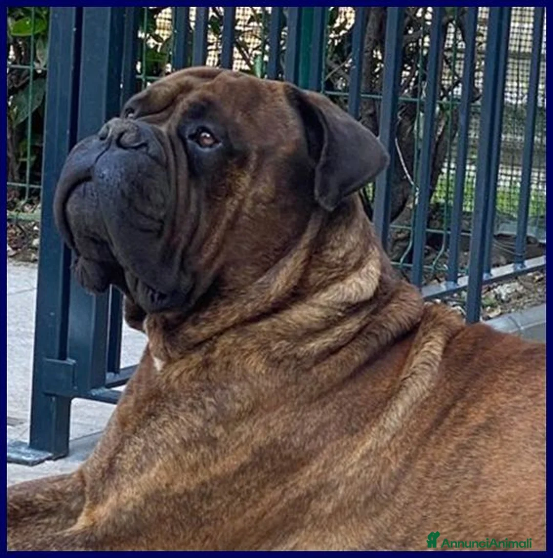 Bullmastiff cani in regalo: BEN meraviglioso con le persone - Annuncio 3