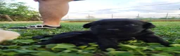 Labrador cani in vendita: Splendidi cuccioli di Labrador a Città metropolitana di Roma Capitale - Annuncio 4