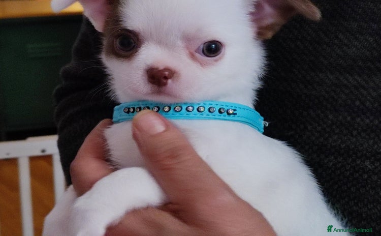 Chihuahua cani - Annuncio 4