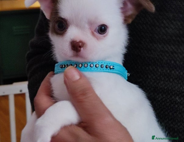 Chihuahua cani - Annuncio 4