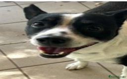 Meticcio cani in regalo: Rocky 4anni kg12 mollato mesi fa.CASERTA HELP a Città metropolitana di Milano - Immagine 2