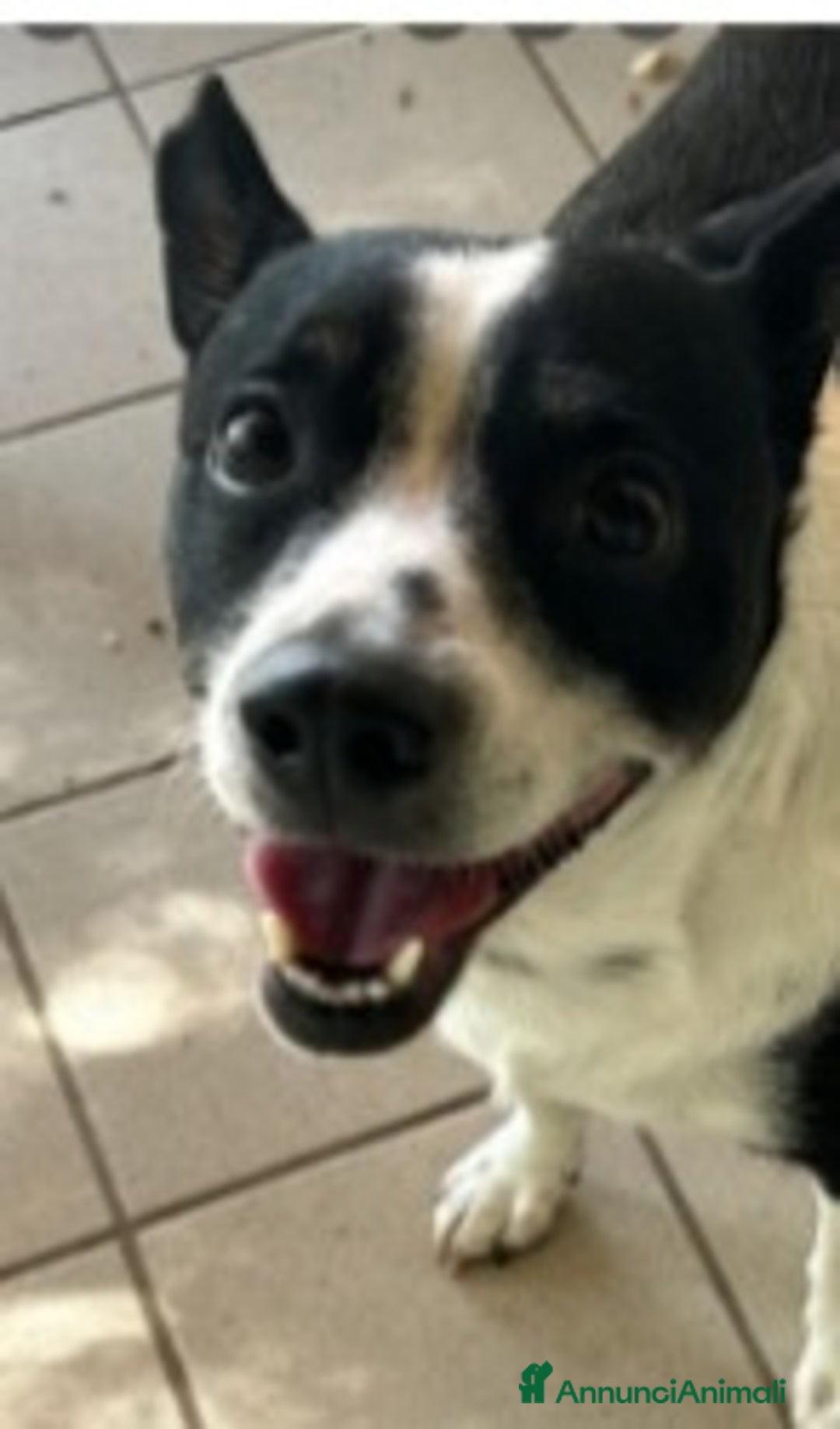 Meticcio cani in regalo: Rocky 4anni kg12 mollato mesi fa.CASERTA HELP a Città metropolitana di Milano - Immagine 2