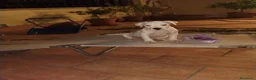 American Staffordshire cani in vendita: Vendita cucciola amstaff  a Città metropolitana di Roma Capitale - Annuncio 2