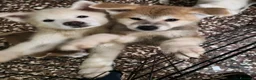 Akita Inu cani in vendita: Cuccioli Akita inu - Annuncio 4