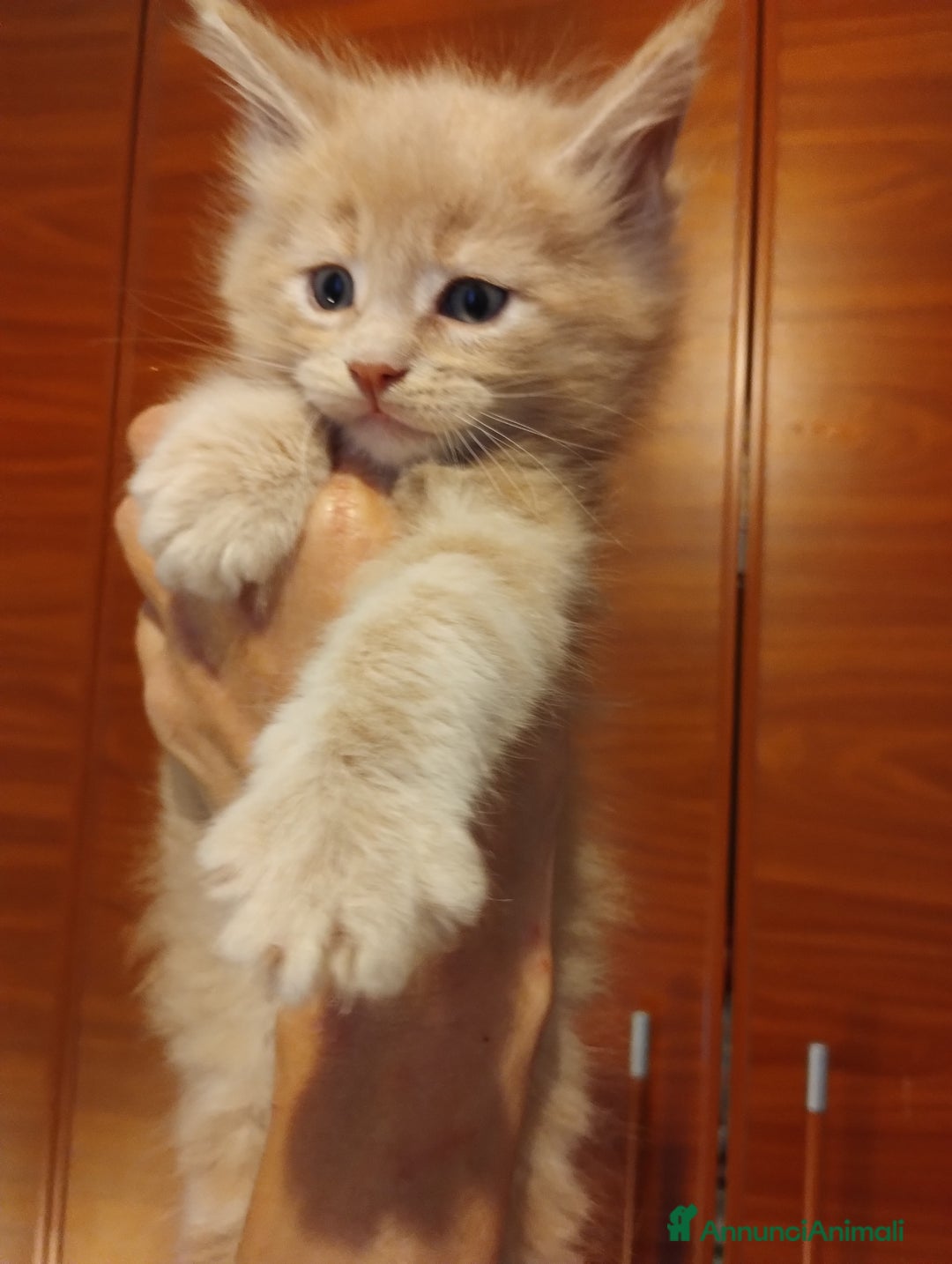 Maine Coon gatti in vendita: Maine coon cucciolo crema  - Annuncio 9