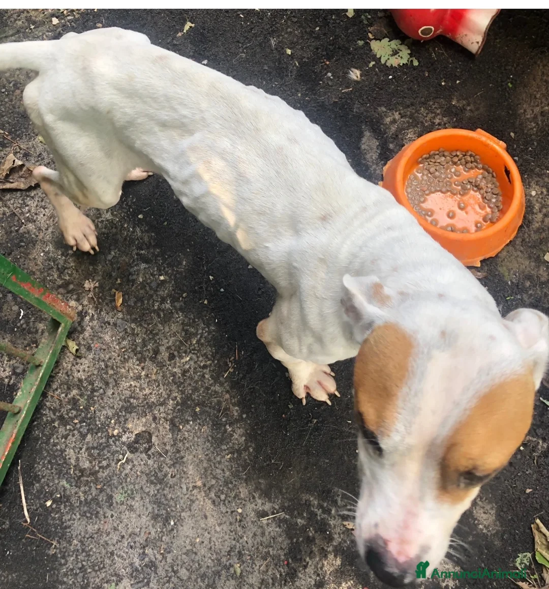 Meticcio cani in regalo: Lilli cerca casa a Città metropolitana di Catania - Annuncio 2