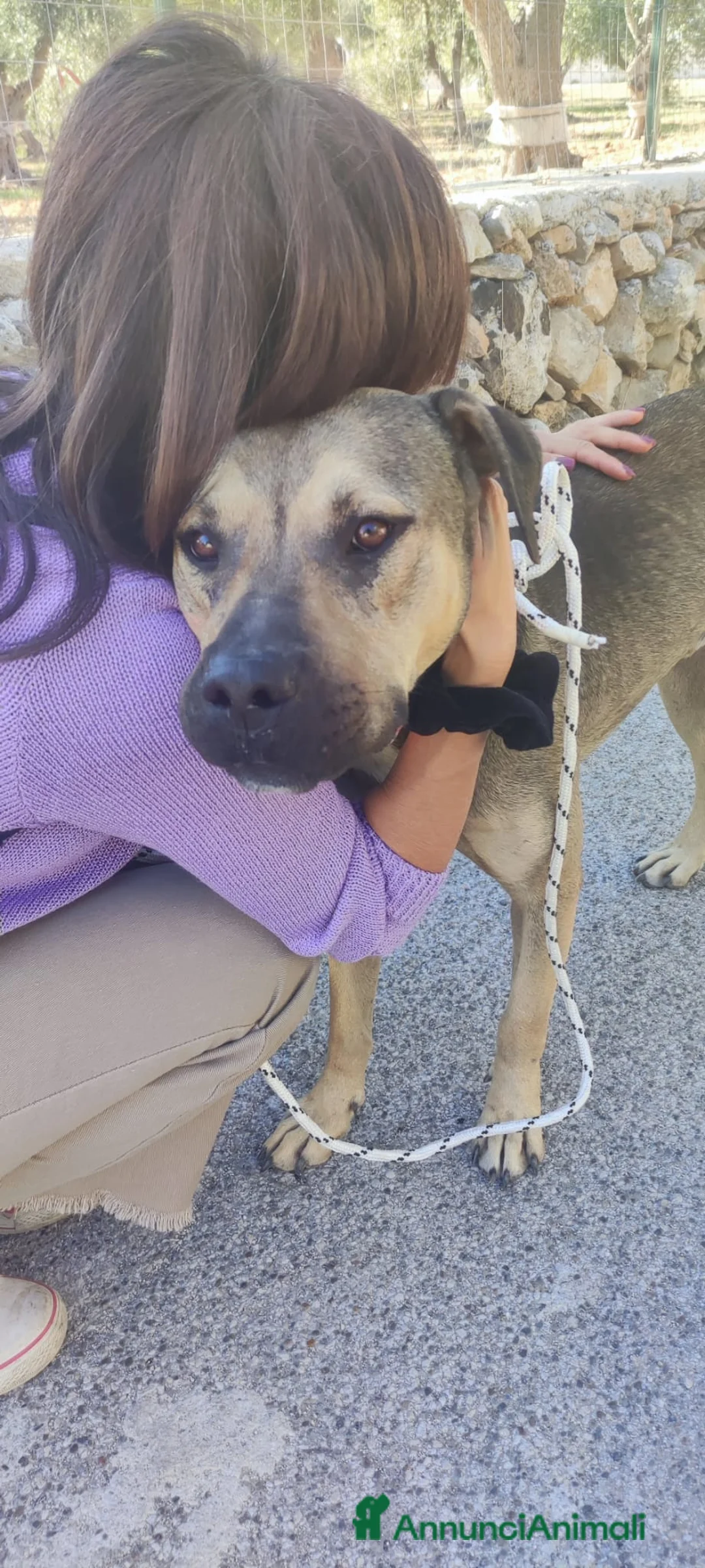 Meticcio cani in regalo: BOBBY CUOREAMORE CERCA  FAMIGLIA - Annuncio 5