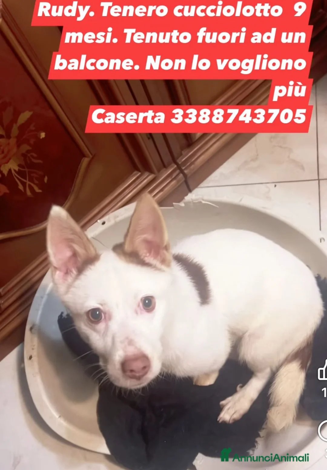 Meticcio cani in regalo: 9mesi 8kg per mesi in balcone CASERTA URGENTE - Annuncio 2