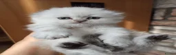 Scottish gatti in vendita: Gattini Scottish highland  - Annuncio 4