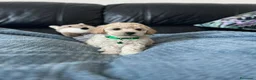Maltipoo cani in vendita: Bellissima Toy Maltipoo F1  - Annuncio 7