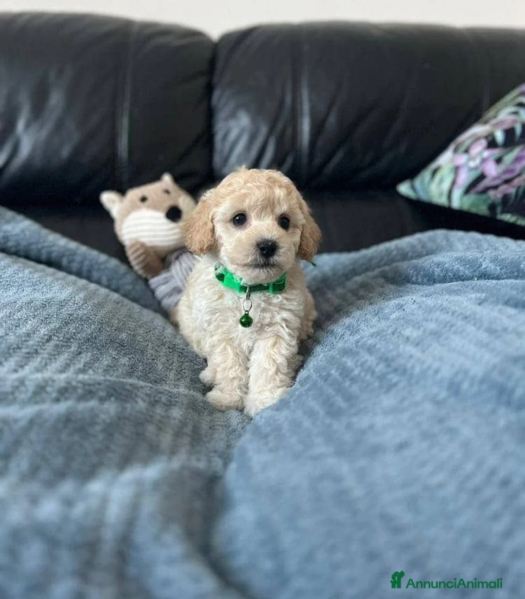 Maltipoo cani in vendita: Bellissima Toy Maltipoo F1  - Annuncio 7