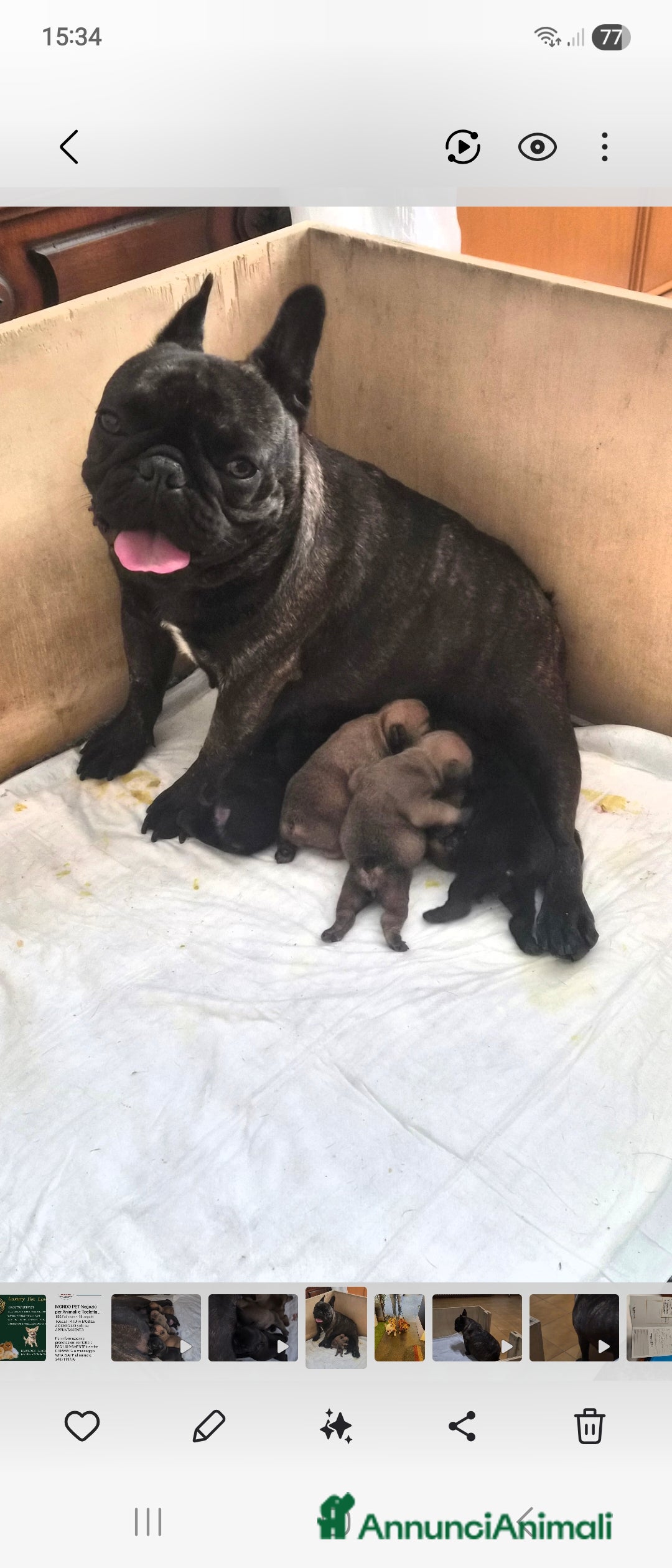 Bulldog Francese cani in vendita: Cucciola bulldog francese  - Annuncio 2