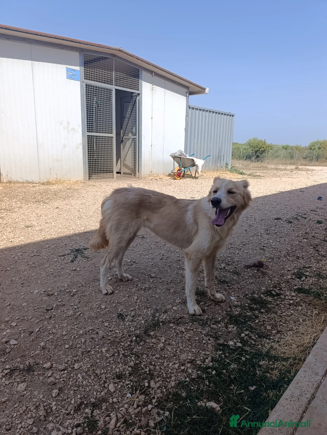 Meticcio cani in regalo: Chantal - Annuncio 5