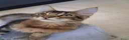 Maine Coon gatti in vendita: Maine Coon con Pedigree - Annuncio 2